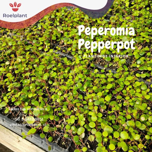 Peperomia Pepperpot