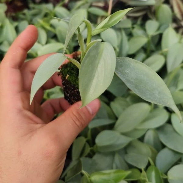 Philodendron Silver Sword plantín – hojas lanceoladas plateadas, vivero Roelplant