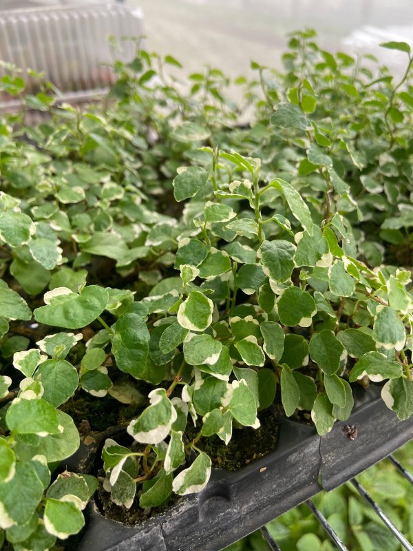 Ficus repens, tapizante trepador de hoja pequeña