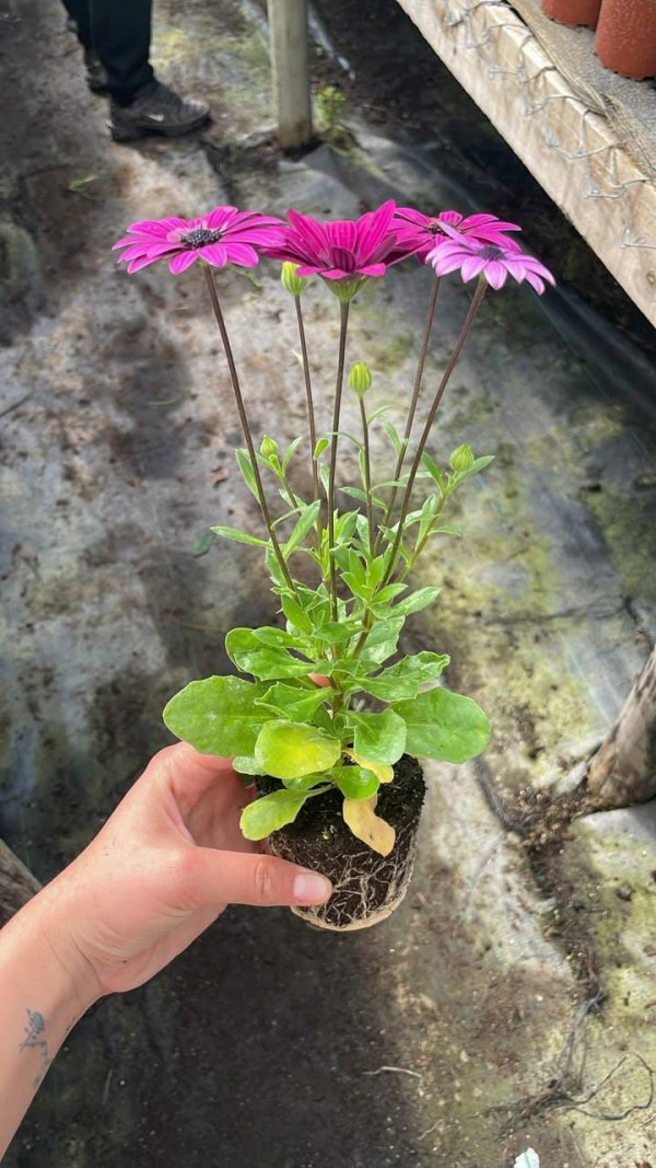 Plantín VIP de Osteospermum sostenido en la mano, con el cepellón completamente tomado por la raíz y la planta ya en flor