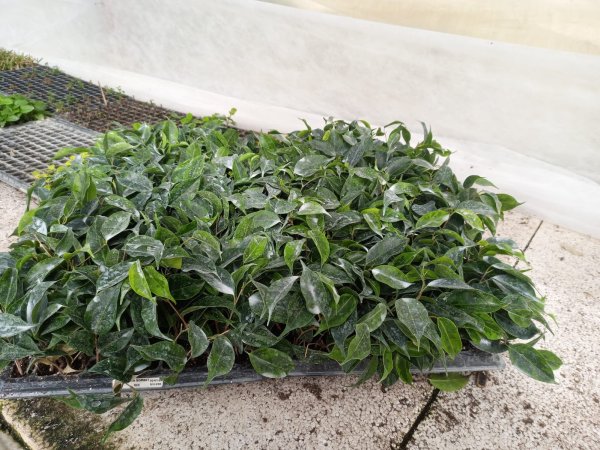 Ficus Benjamina