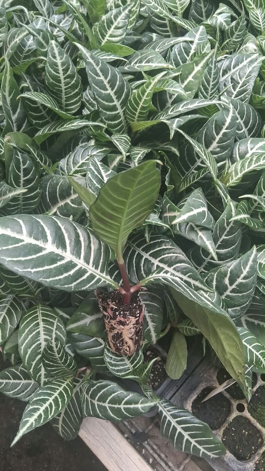 Aphelandra / Afelandra