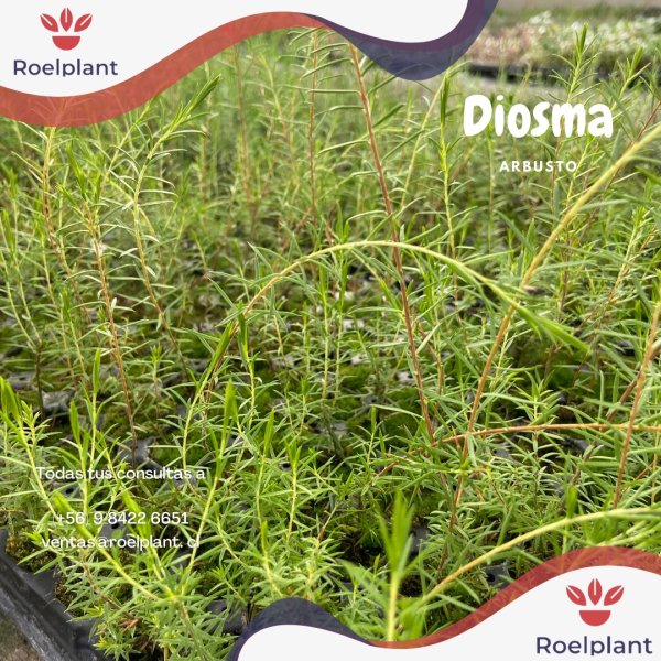 Diosma Amarillo