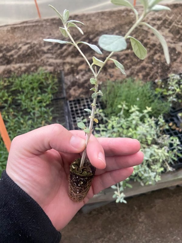 Salvia Marga / Tremium Glauca