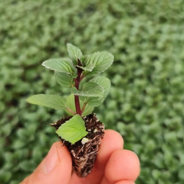 Menta Poleo